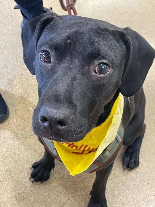 Trooper Maxwell, ADOPTABLE, Young Male American Staffordshire Terrier & Pit Bull Terrier.