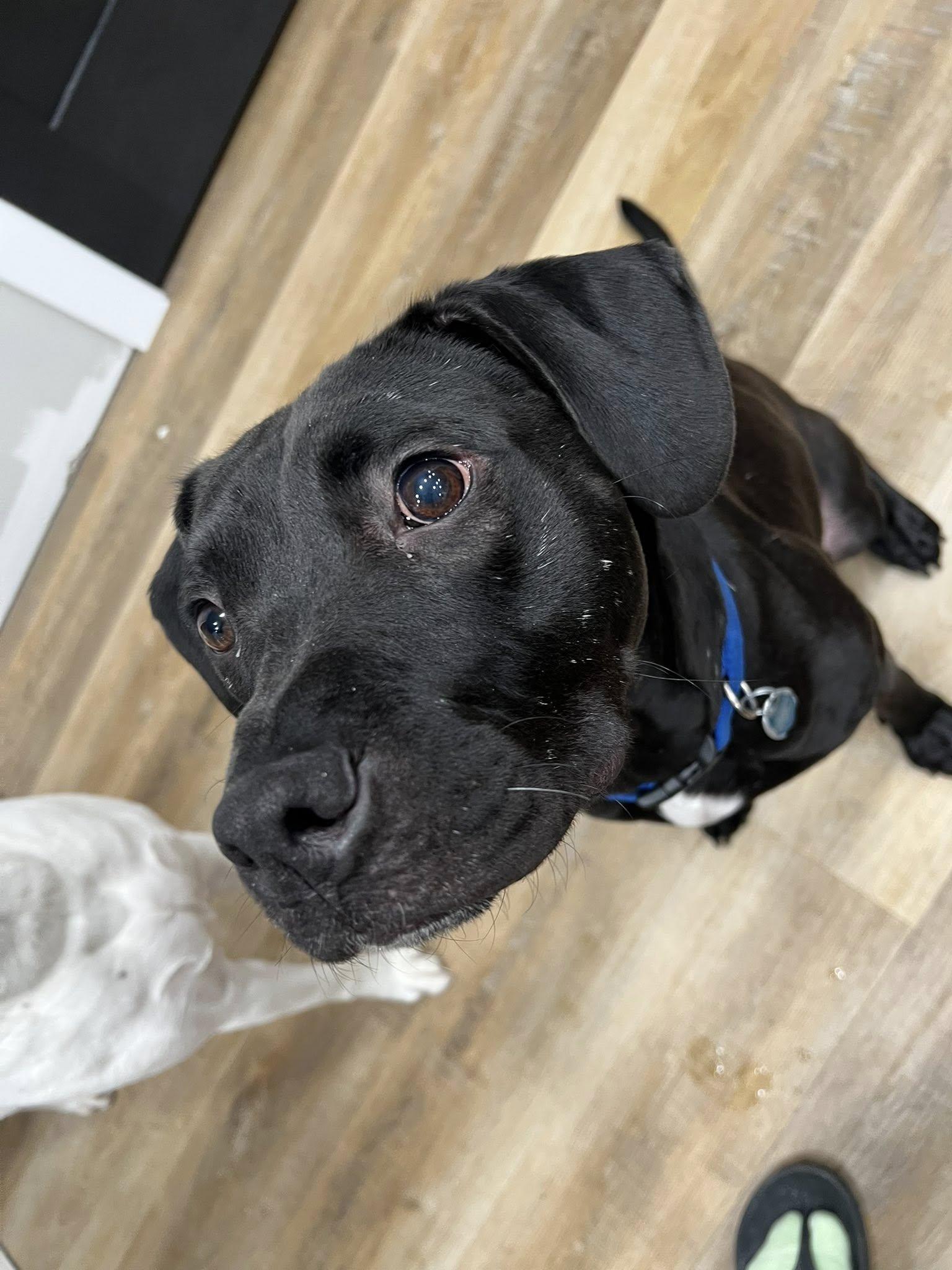 Enlarge Trooper Maxwell, a ADOPTABLE mixed breed in Plainfield, IL image 3/3