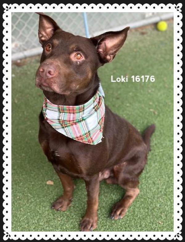 Loki (824), Adoptable, Adult Male Shepherd.