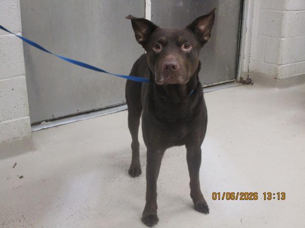 Enlarge Loki (824), a Adoptable mixed breed in Marietta, GA image 2/4