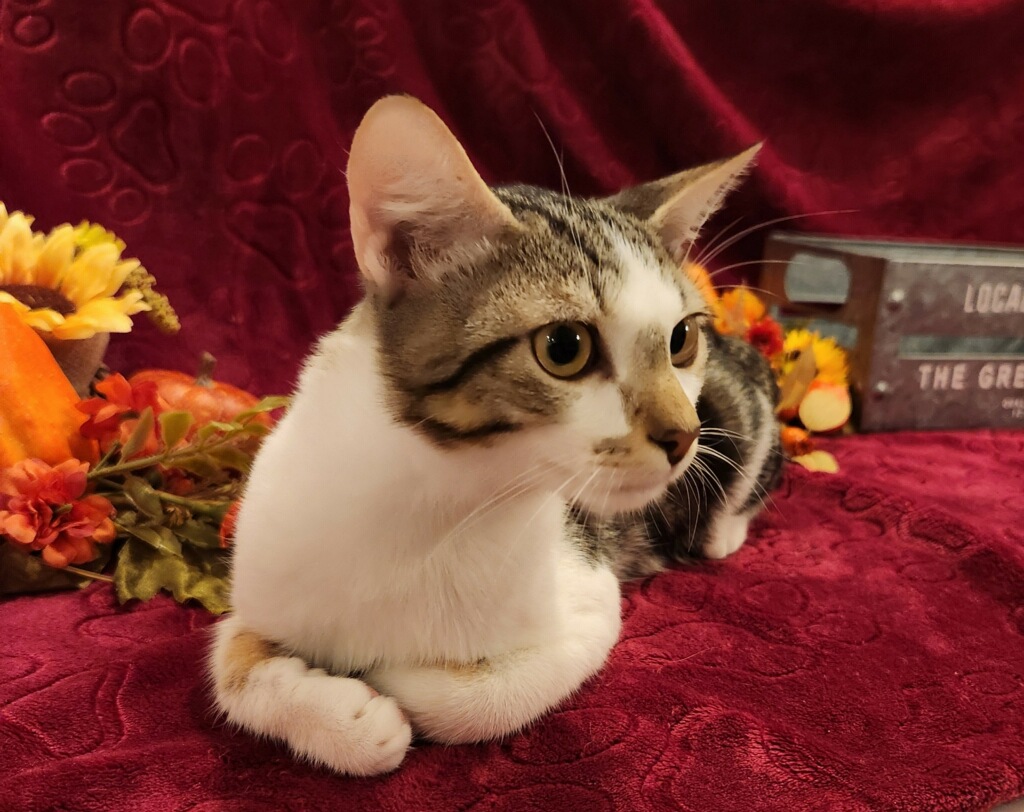 Enlarge Brooks SR, a Adopted Domestic Short Hair in Phoenix, AZ image 1/6