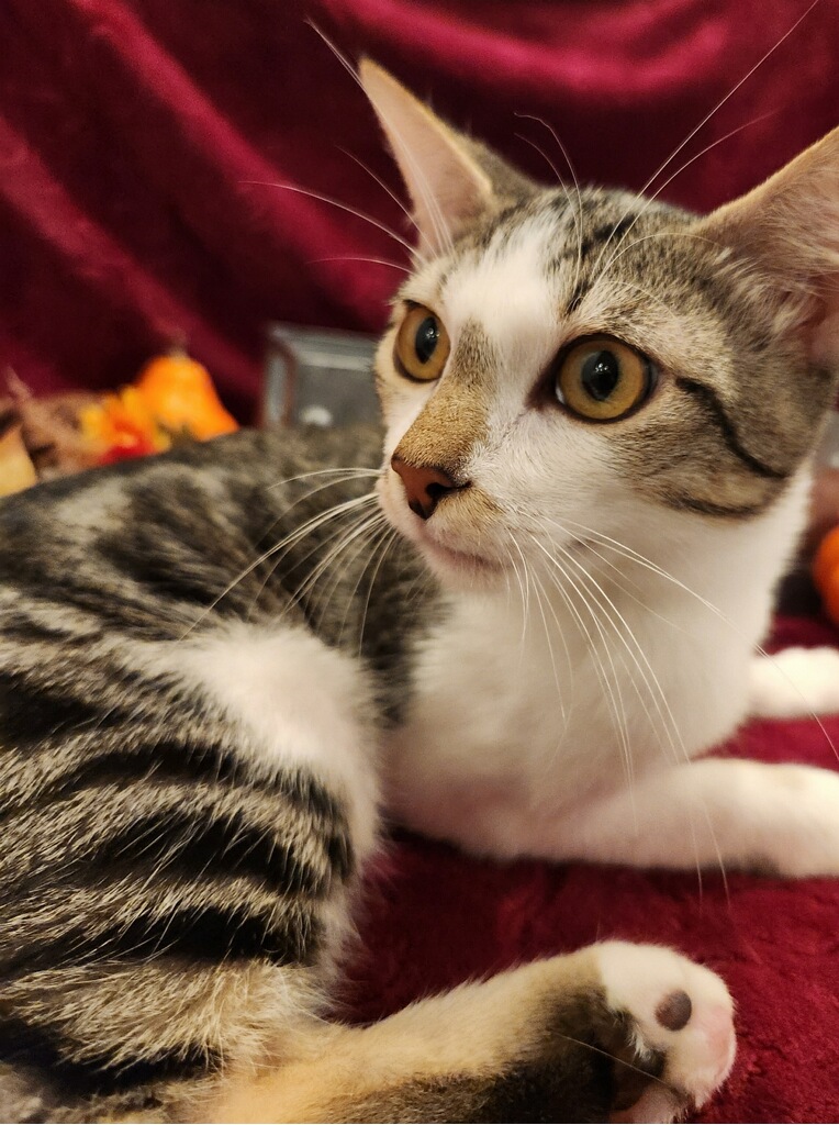 Enlarge Brooks SR, a Adopted Domestic Short Hair in Phoenix, AZ image 2/6