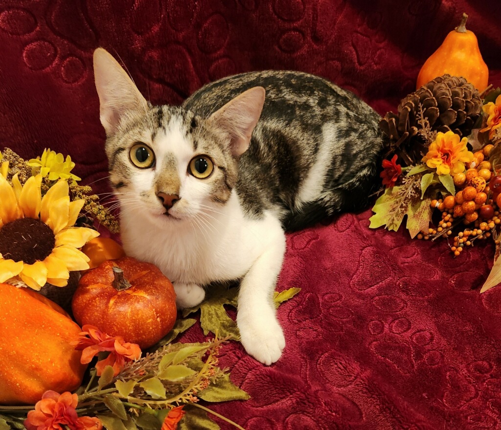 Enlarge Brooks SR, a Adopted Domestic Short Hair in Phoenix, AZ image 3/6