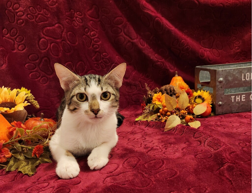 Enlarge Brooks SR, a Adopted Domestic Short Hair in Phoenix, AZ image 4/6