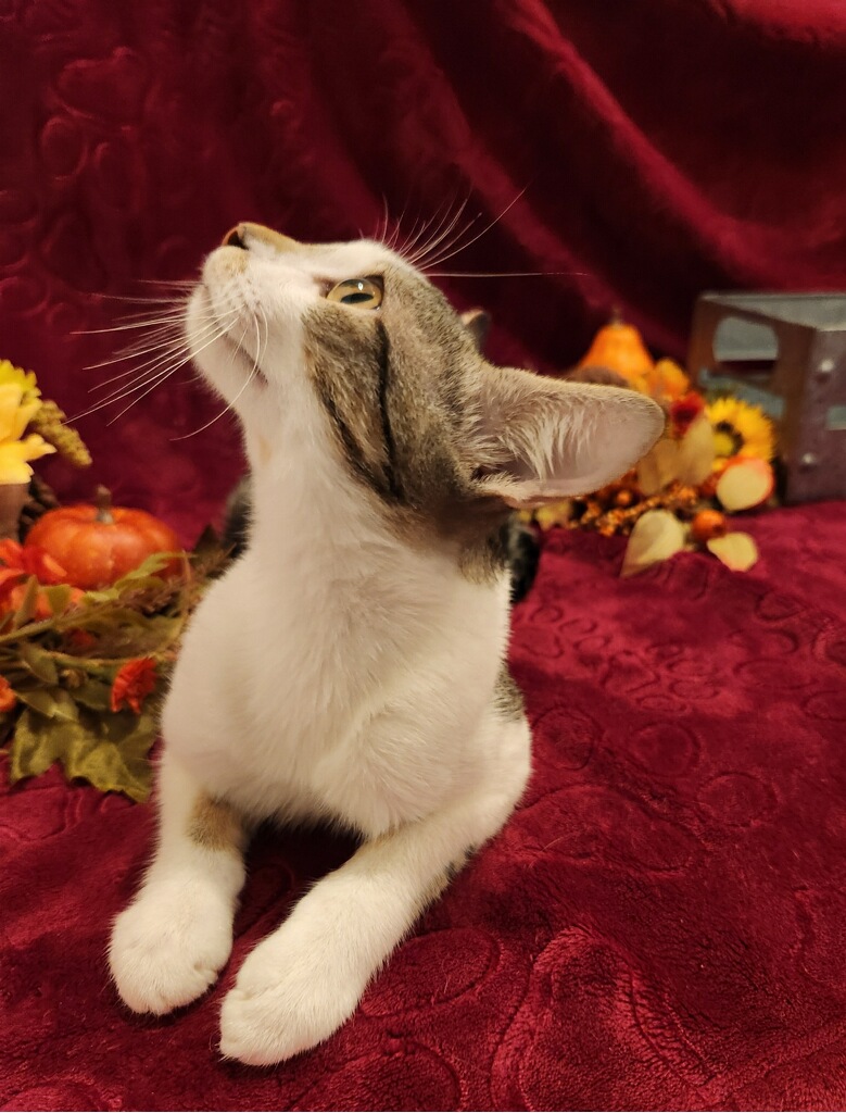 Enlarge Brooks SR, a Adopted Domestic Short Hair in Phoenix, AZ image 5/6