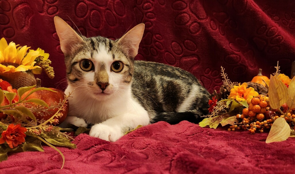 Enlarge Brooks SR, a Adopted Domestic Short Hair in Phoenix, AZ image 6/6