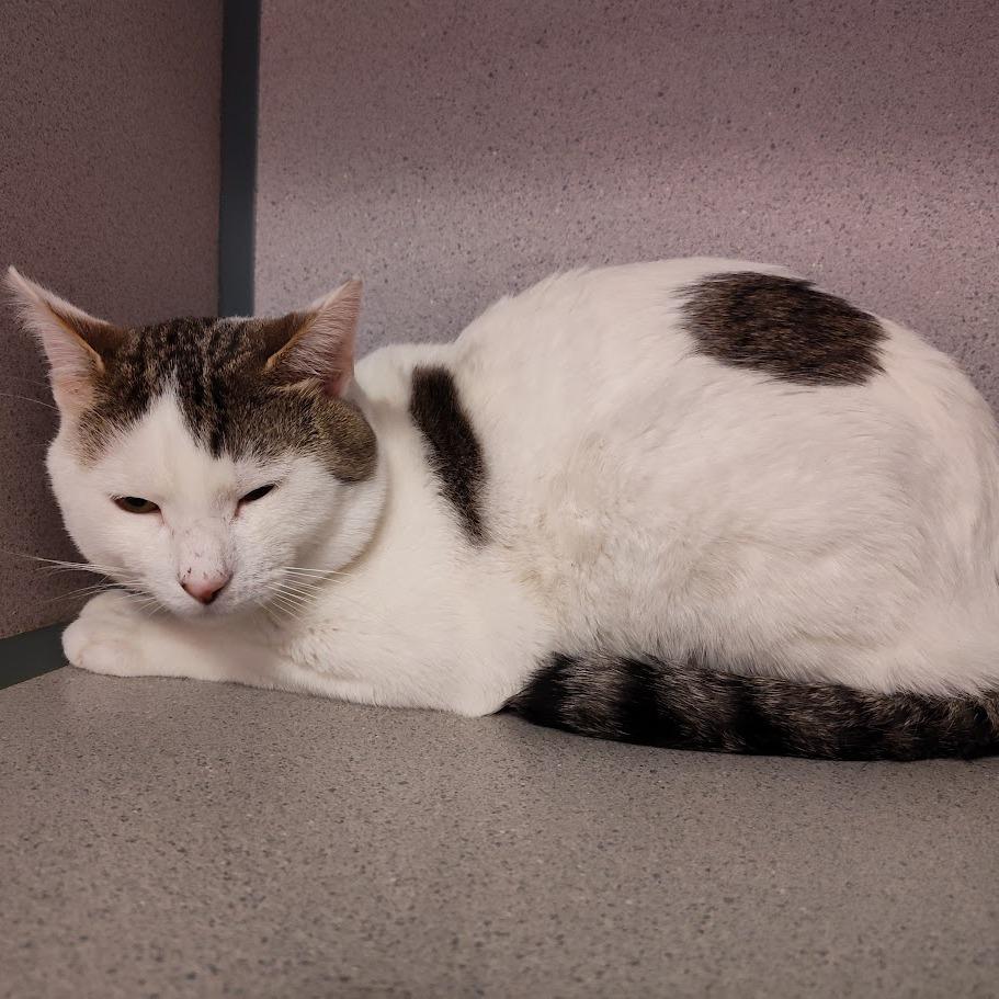 Chirpy, Adoptable, Adult Male Domestic Short Hair.