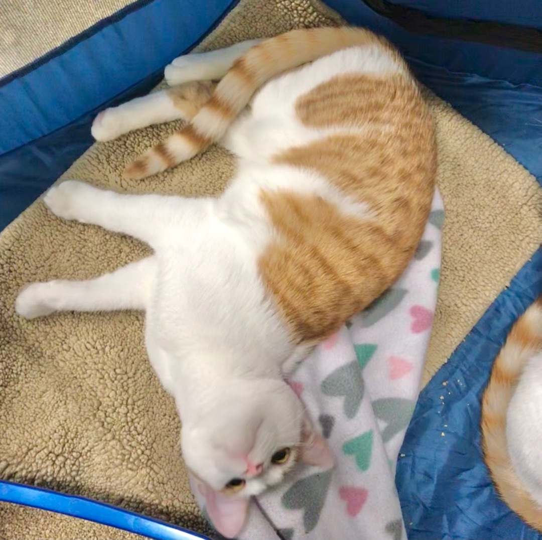 Marshmallow & Carmel, a Adoptable American Shorthair in El cerrito, CA image 2/8