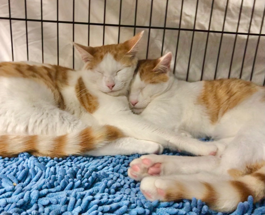 Marshmallow & Carmel, a Adoptable American Shorthair in El cerrito, CA image 3/8