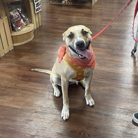 Enlarge Penelope, a ADOPTABLE mixed breed in Jackson, MS image 4/4