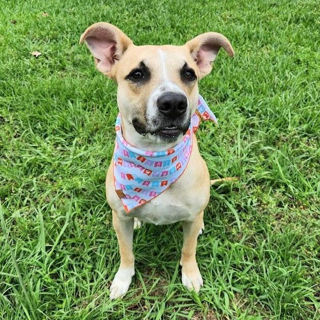 Enlarge Penelope, a ADOPTABLE mixed breed in Jackson, MS image 1/4