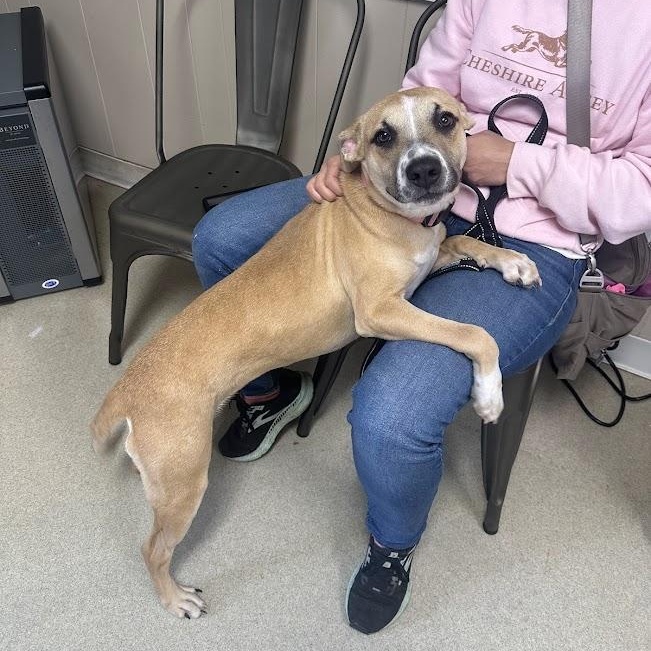 Enlarge Penelope, a ADOPTABLE mixed breed in Jackson, MS image 3/4