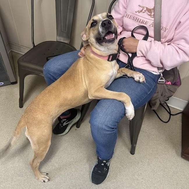 Enlarge Penelope, a ADOPTABLE mixed breed in Jackson, MS image 2/4