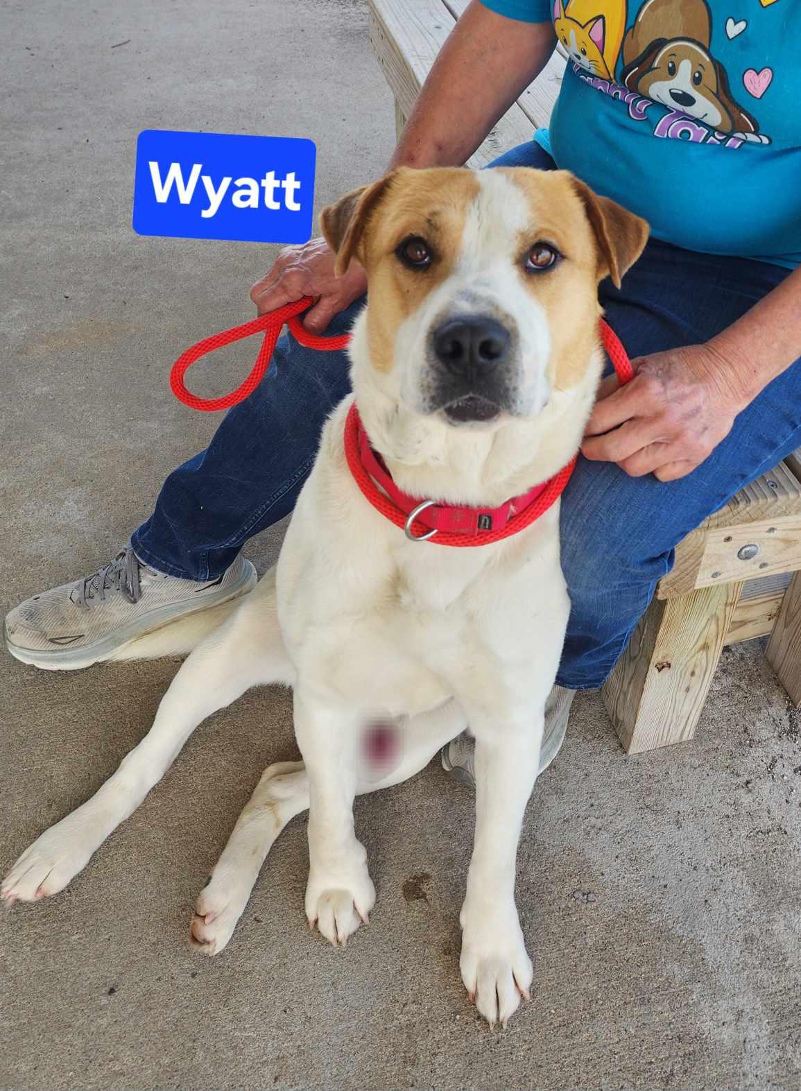Enlarge Wyatt, an adoptable mixed breed in Clinton, MO image 1/1