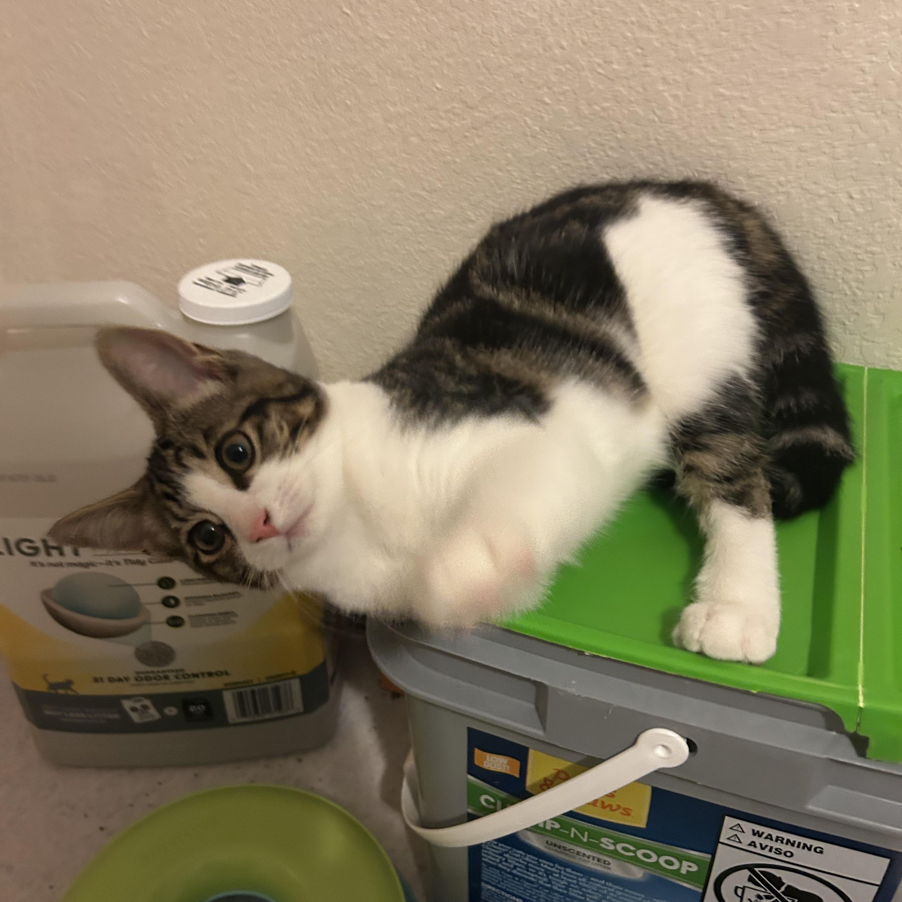 Enlarge Harley, a Adoptable Domestic Short Hair in Rochester, WA image 2/3