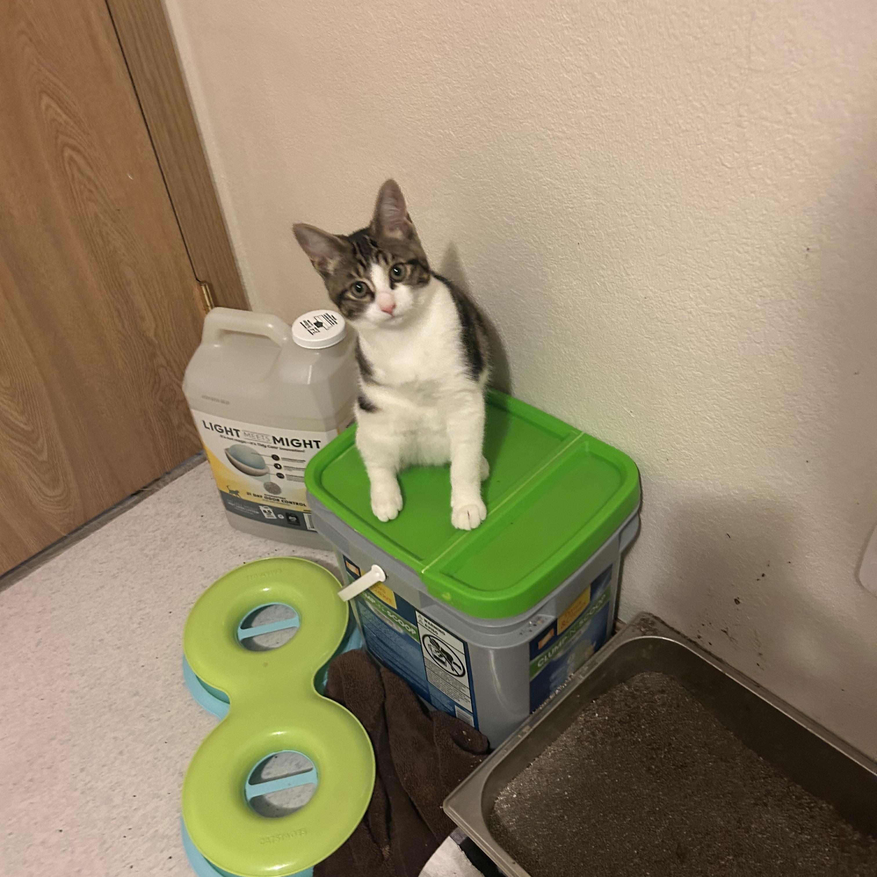 Harley, Adoptable, Kitten Female Domestic Short Hair.