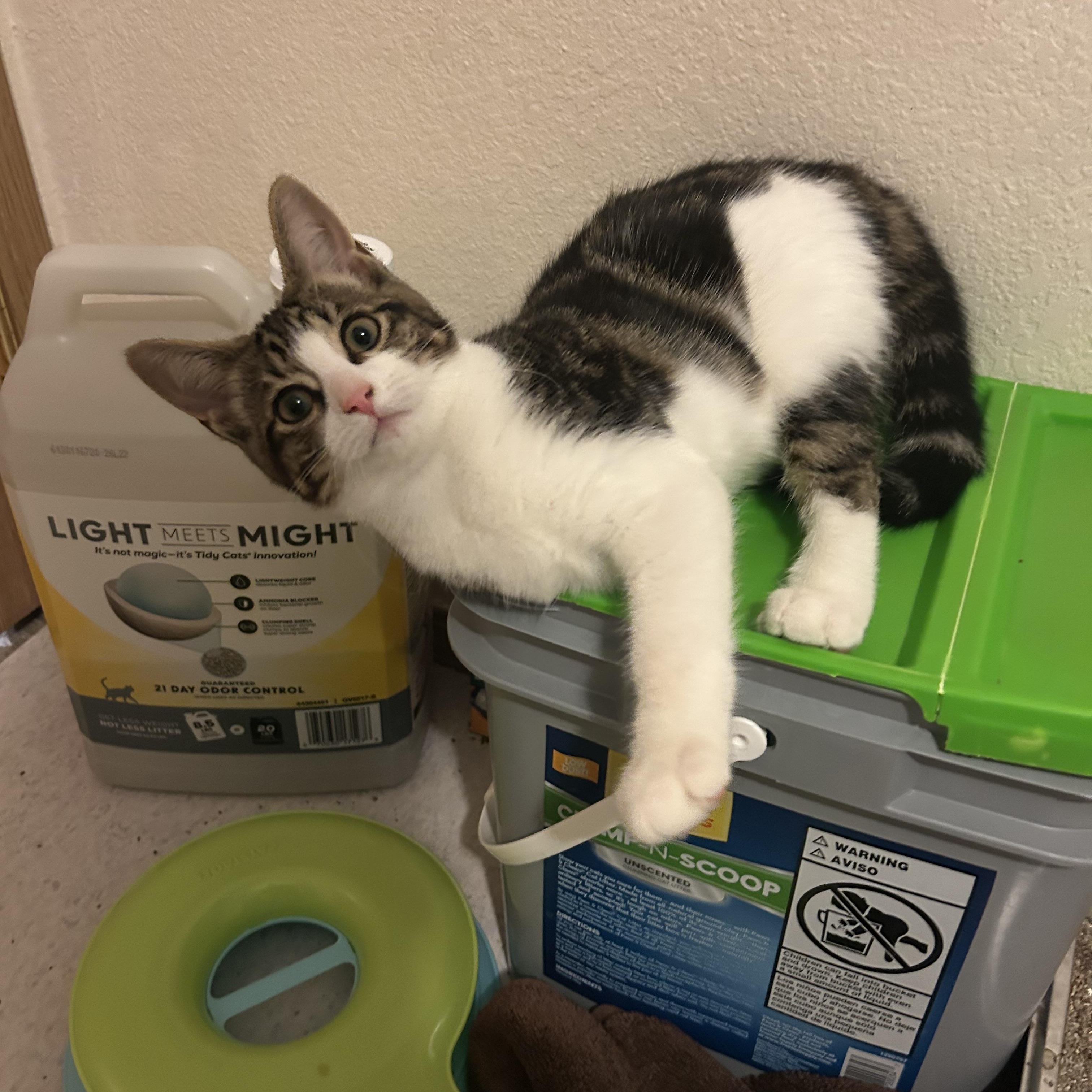 Enlarge Harley, a Adoptable Domestic Short Hair in Rochester, WA image 3/3