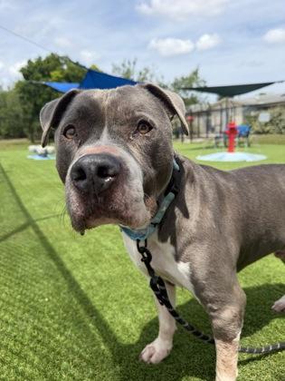 Enlarge Juice Box - 2, a Adoptable mixed breed in Daytona Beach, FL image 1/2