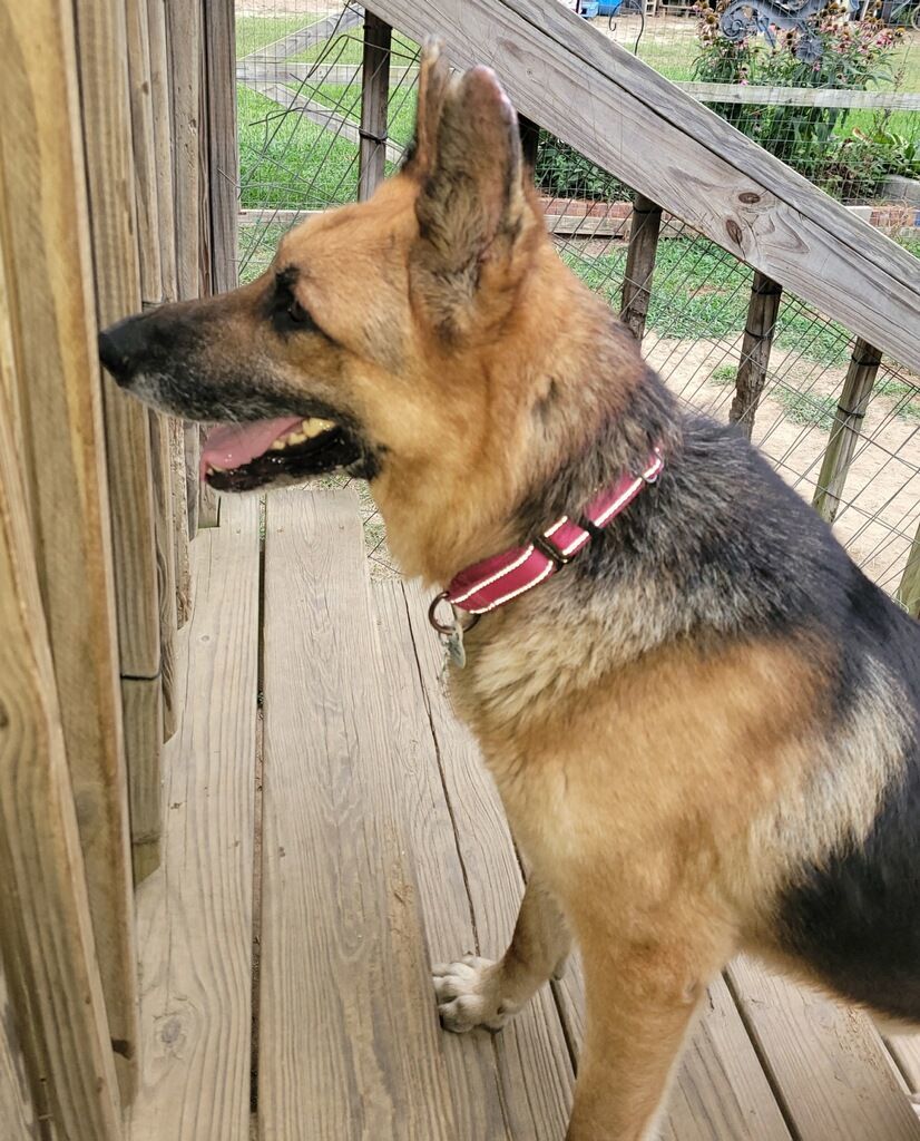 Charlie, Adopted, Adult Male German Shepherd Dog.