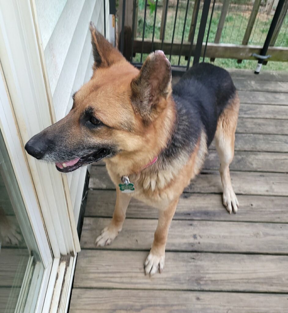 Charlie, a Adopted German Shepherd Dog in Rocky Mount, NC image 2/5