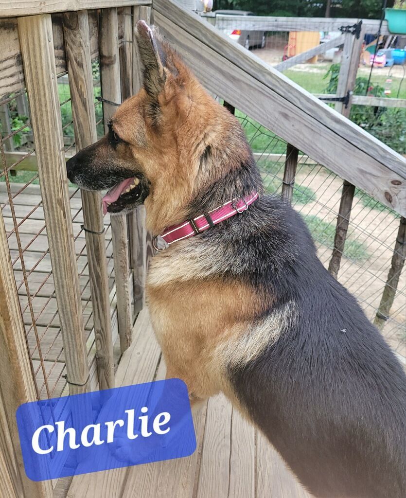 Charlie, a Adopted German Shepherd Dog in Rocky Mount, NC image 3/5