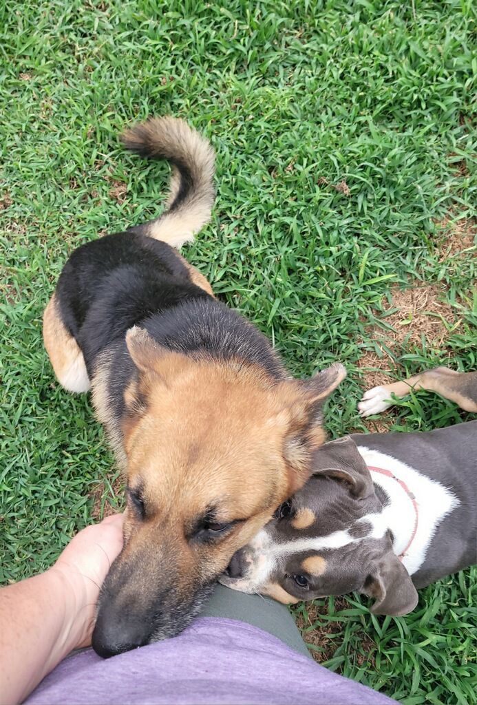 Charlie, a Adopted German Shepherd Dog in Rocky Mount, NC image 4/5