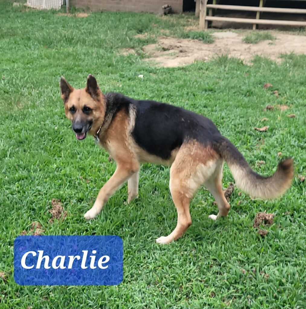 Charlie, a Adopted German Shepherd Dog in Rocky Mount, NC image 5/5