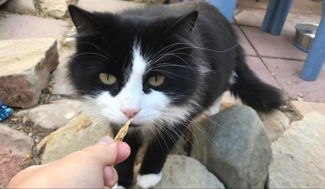 Bailey, a Adoptable mixed breed in Williamsburg, NM image 2/4
