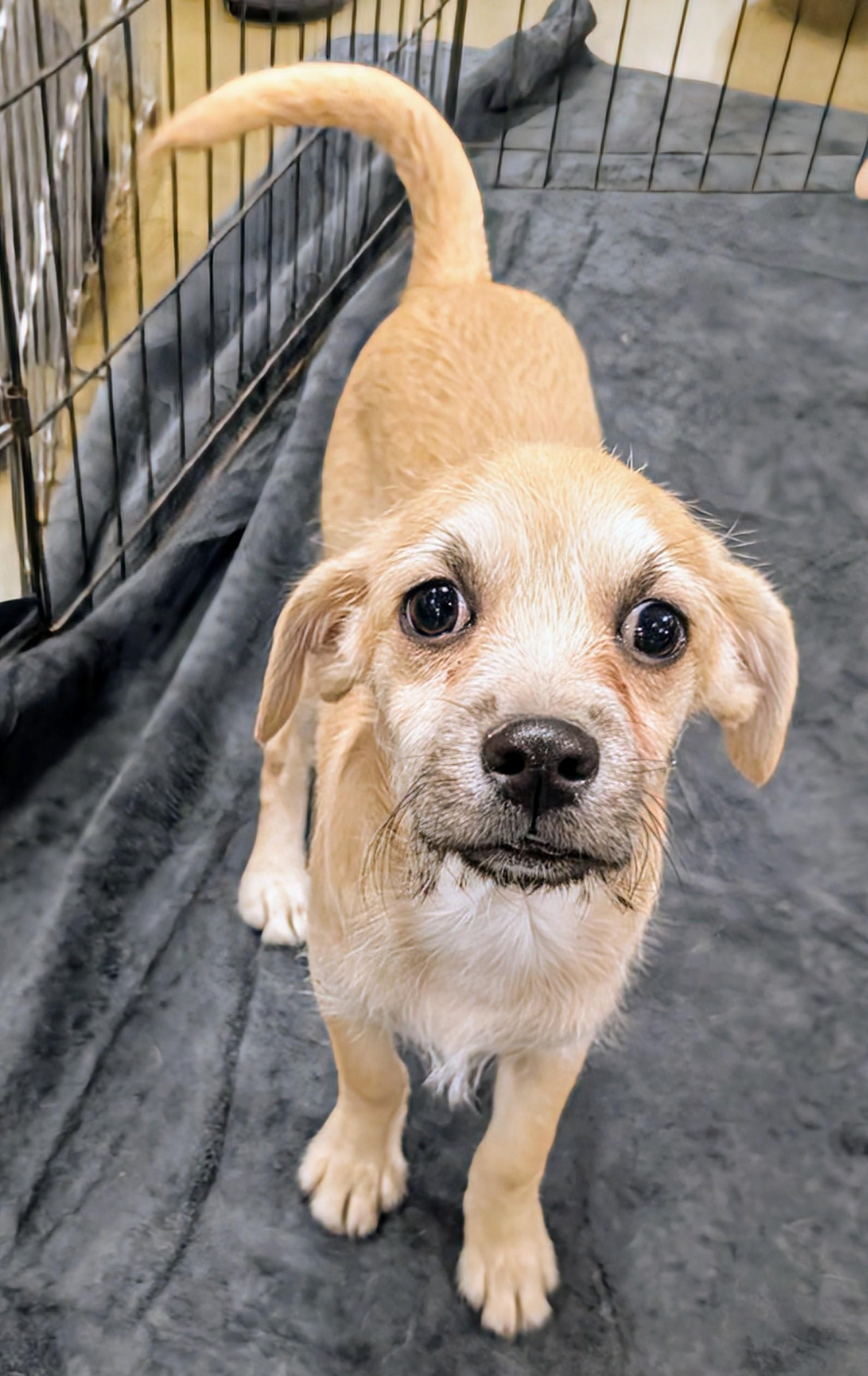 Elvis, a Adoptable mixed breed in Saint David, AZ image 1/3