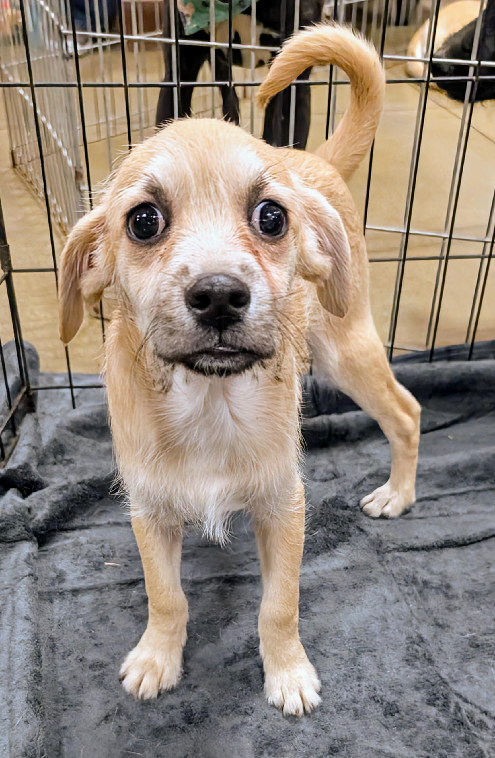 Elvis, a Adoptable mixed breed in Saint David, AZ image 2/3