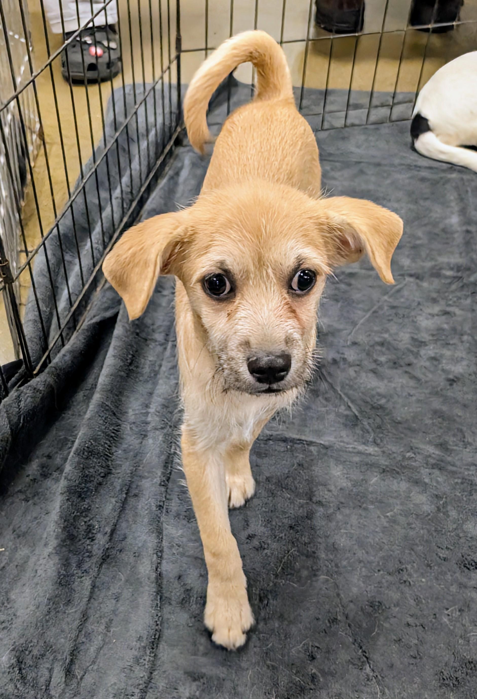 Elvis, a Adoptable mixed breed in Saint David, AZ image 3/3