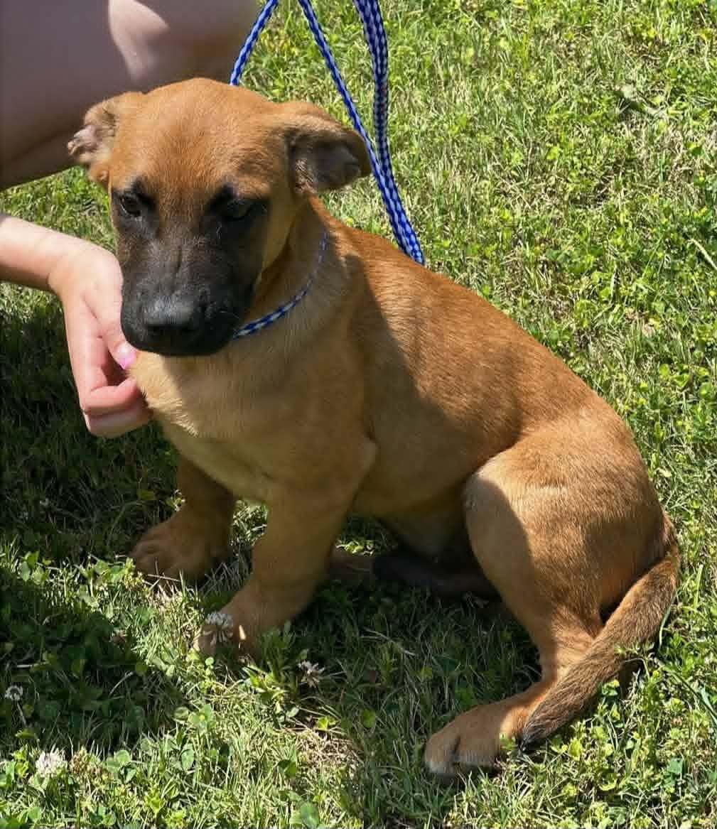 Bubba, adoptable, Puppy Male German Shepherd Dog.