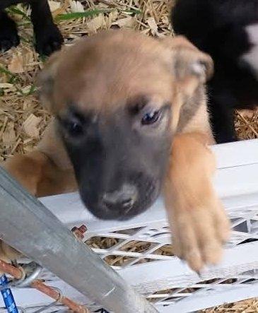 Bubba, adopted, Puppy Male German Shepherd Dog.