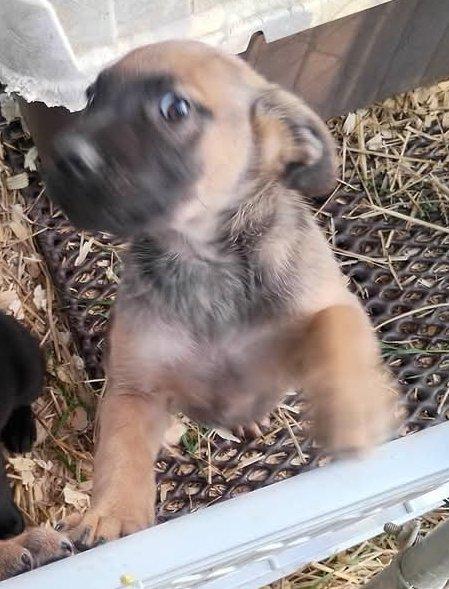 Enlarge Bubba, an adopted German Shepherd Dog in Fort Payne, AL image 2/2
