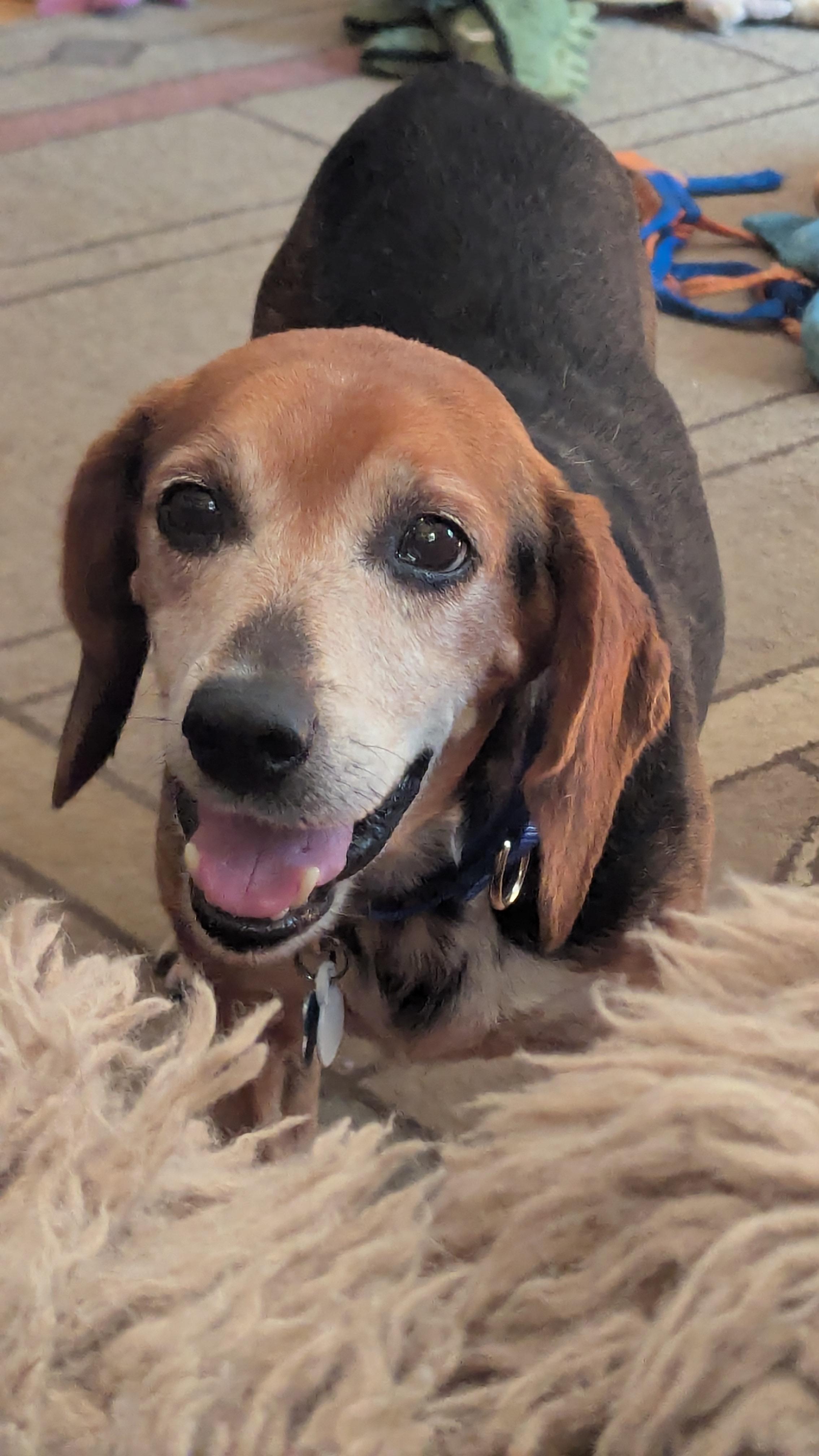 Enlarge Gramps, a Adoptable Beagle in Lake Zurich, IL image 2/4