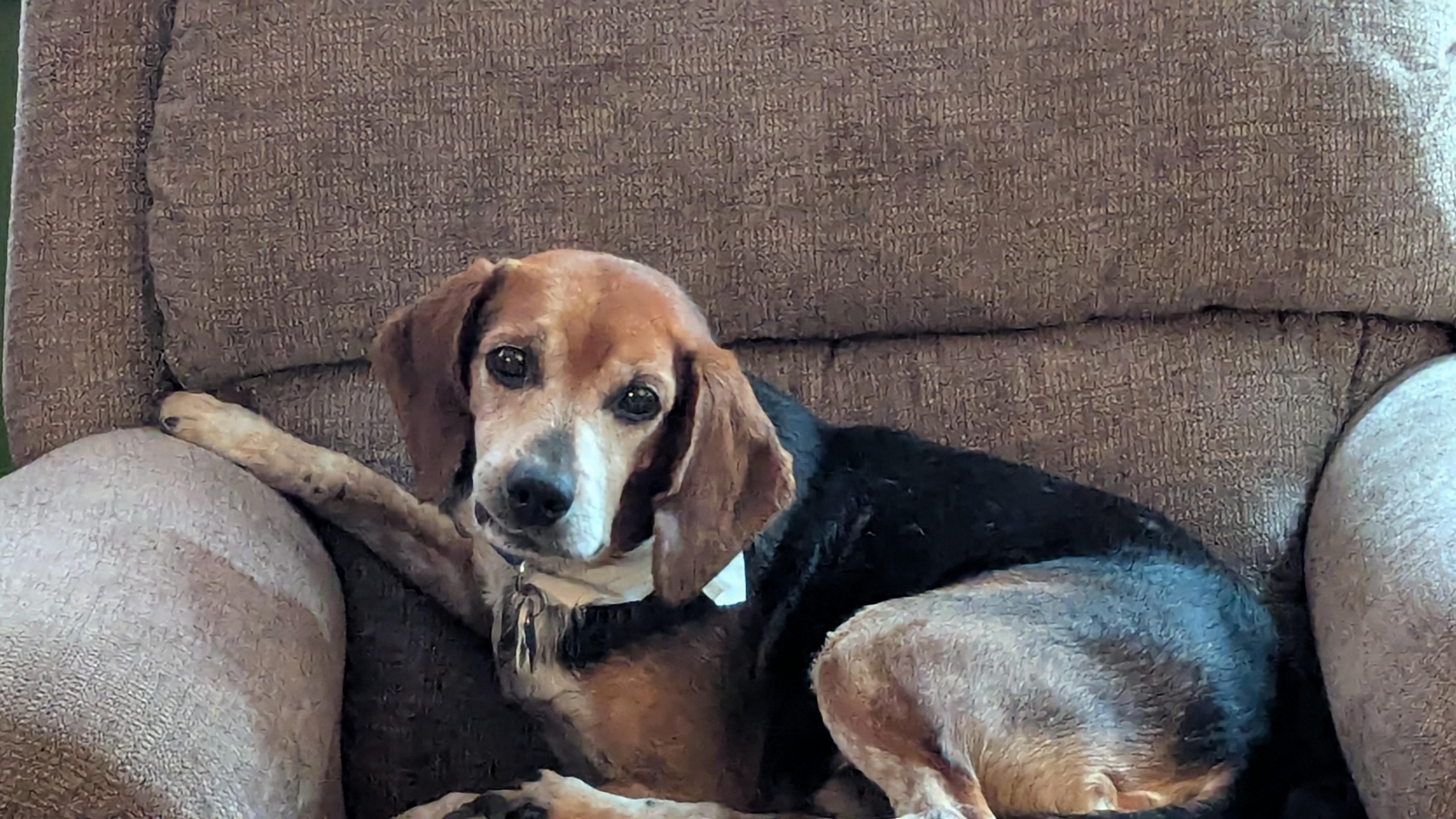 Enlarge Gramps, a Adoptable Beagle in Lake Zurich, IL image 4/4