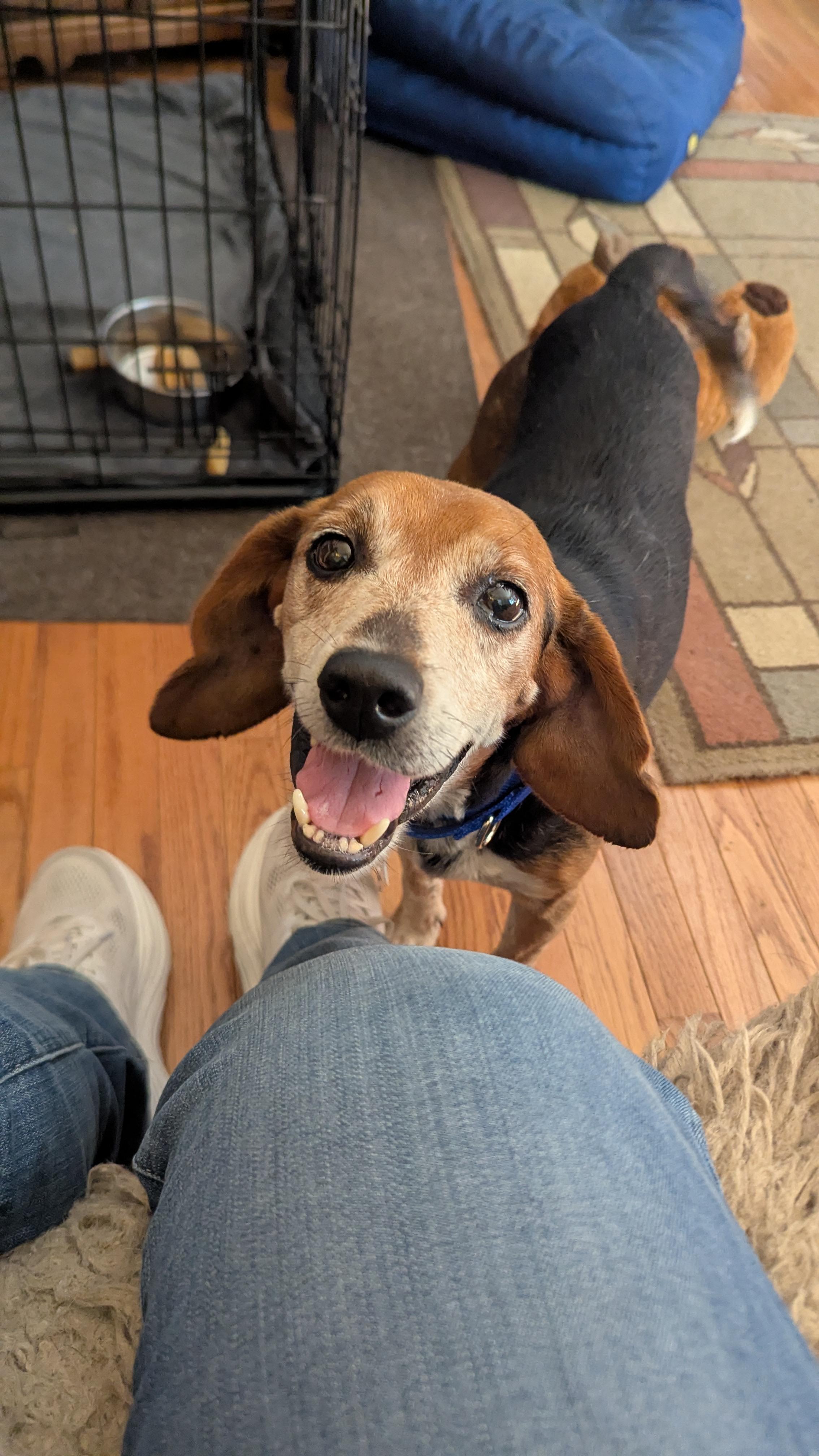 Gramps, Adoptable, Senior Male Beagle.
