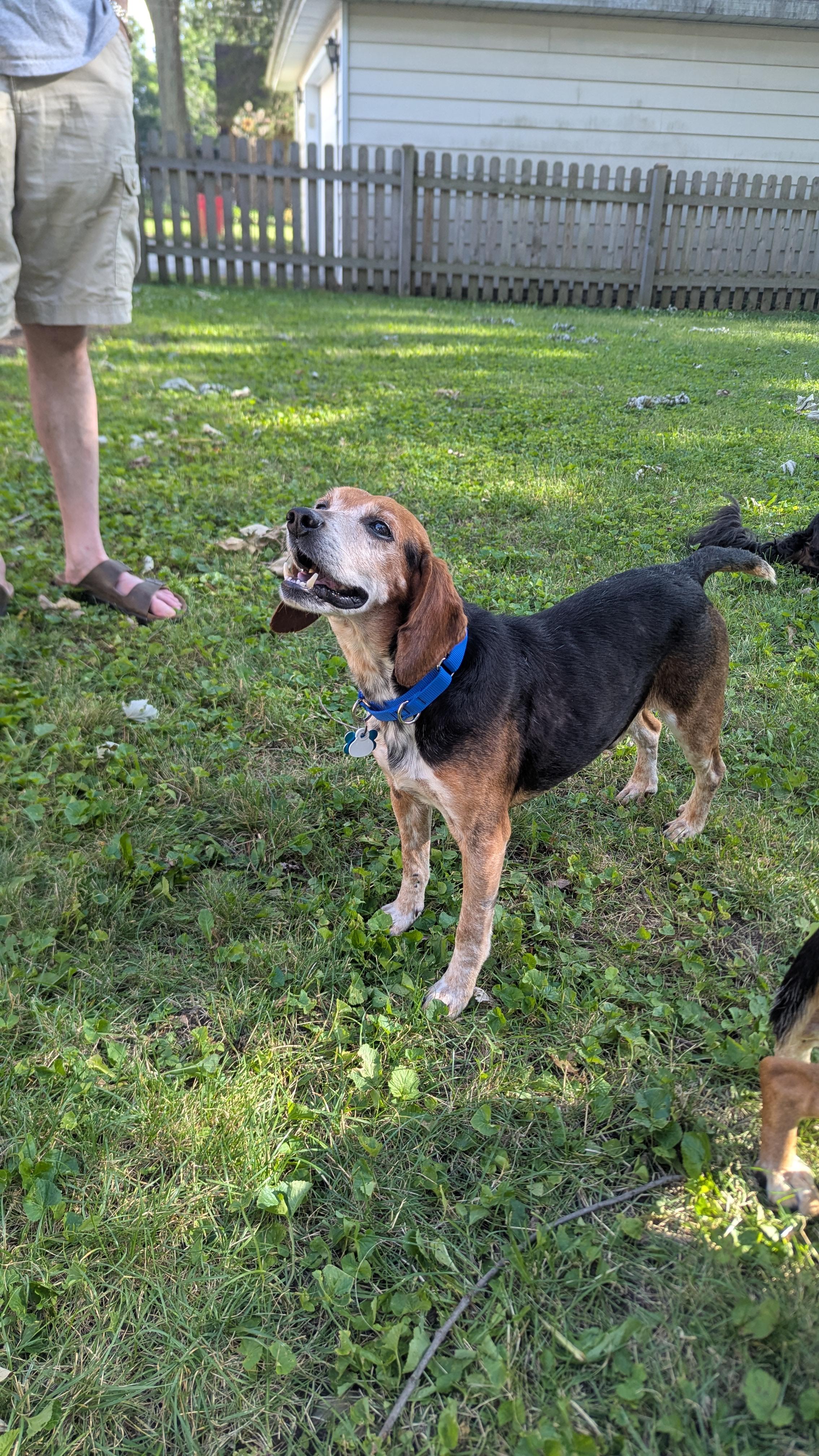 Enlarge Gramps, a Adoptable Beagle in Lake Zurich, IL image 3/4