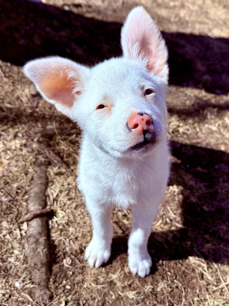 Guinevere, a Adoptable mixed breed in Troy, IL image 1/6