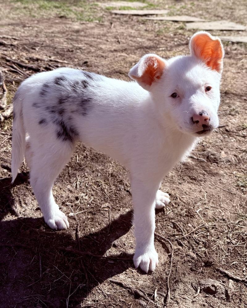 Guinevere, a Adoptable mixed breed in Troy, IL image 2/6