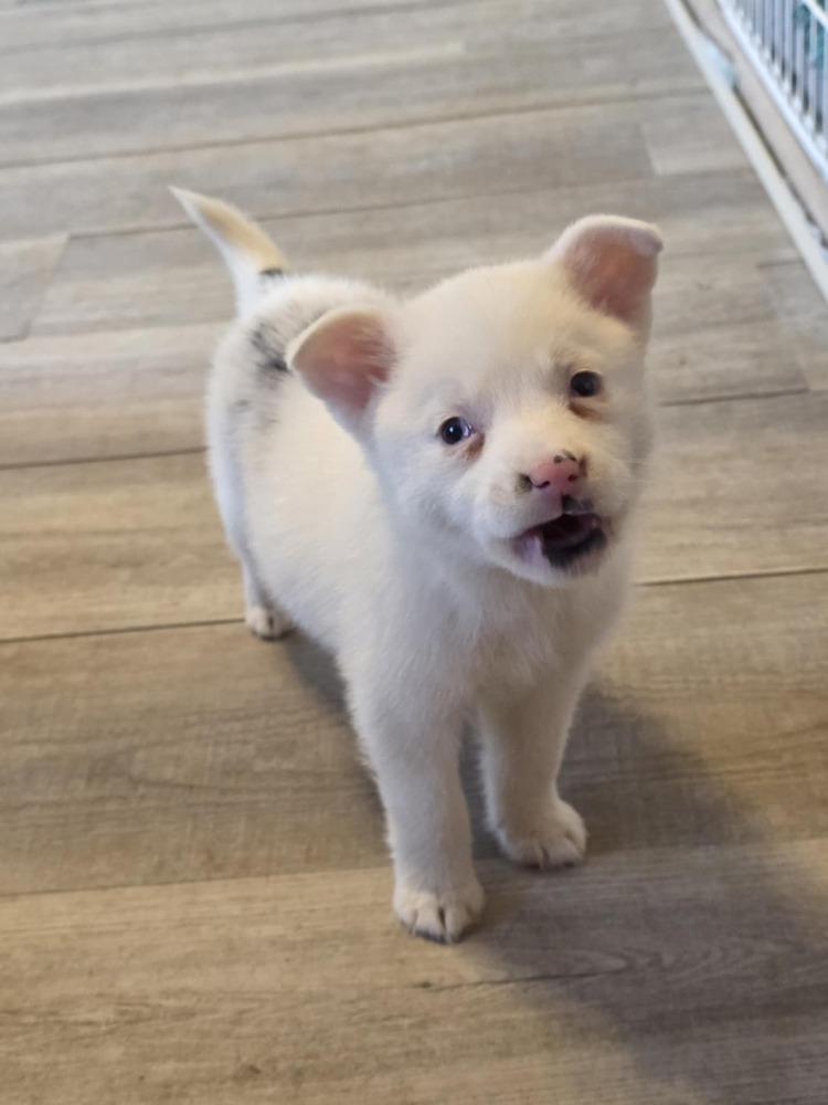 Guinevere, Adoptable, Puppy Female Australian Shepherd & Pomeranian.