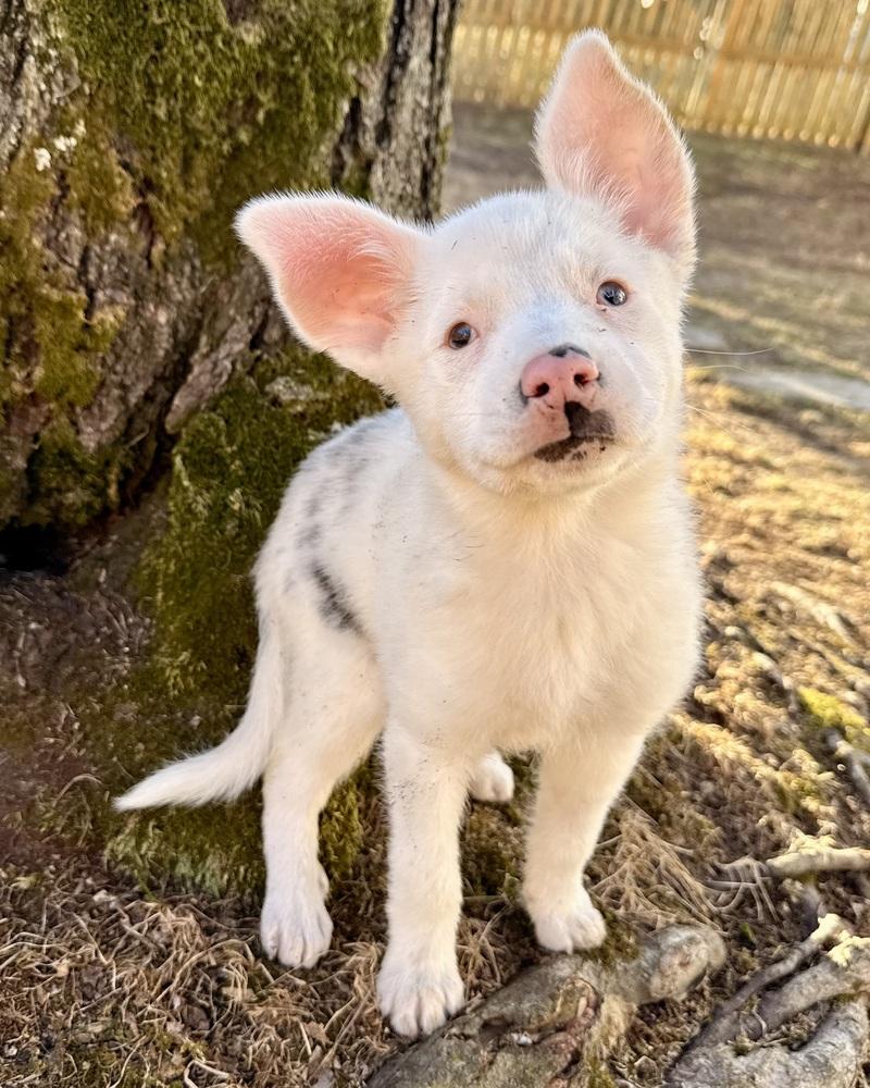 Guinevere, a Adoptable mixed breed in Troy, IL image 4/6