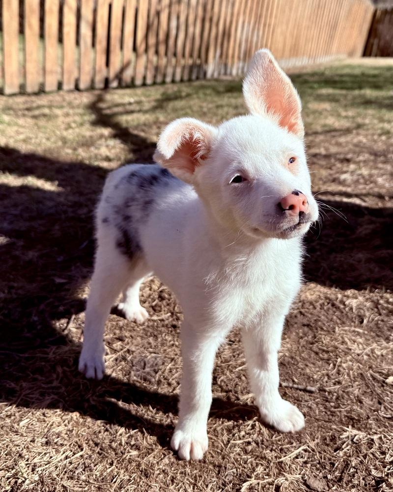 Guinevere, a Adoptable mixed breed in Troy, IL image 5/6