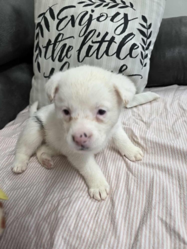 Guinevere thumbnail 4