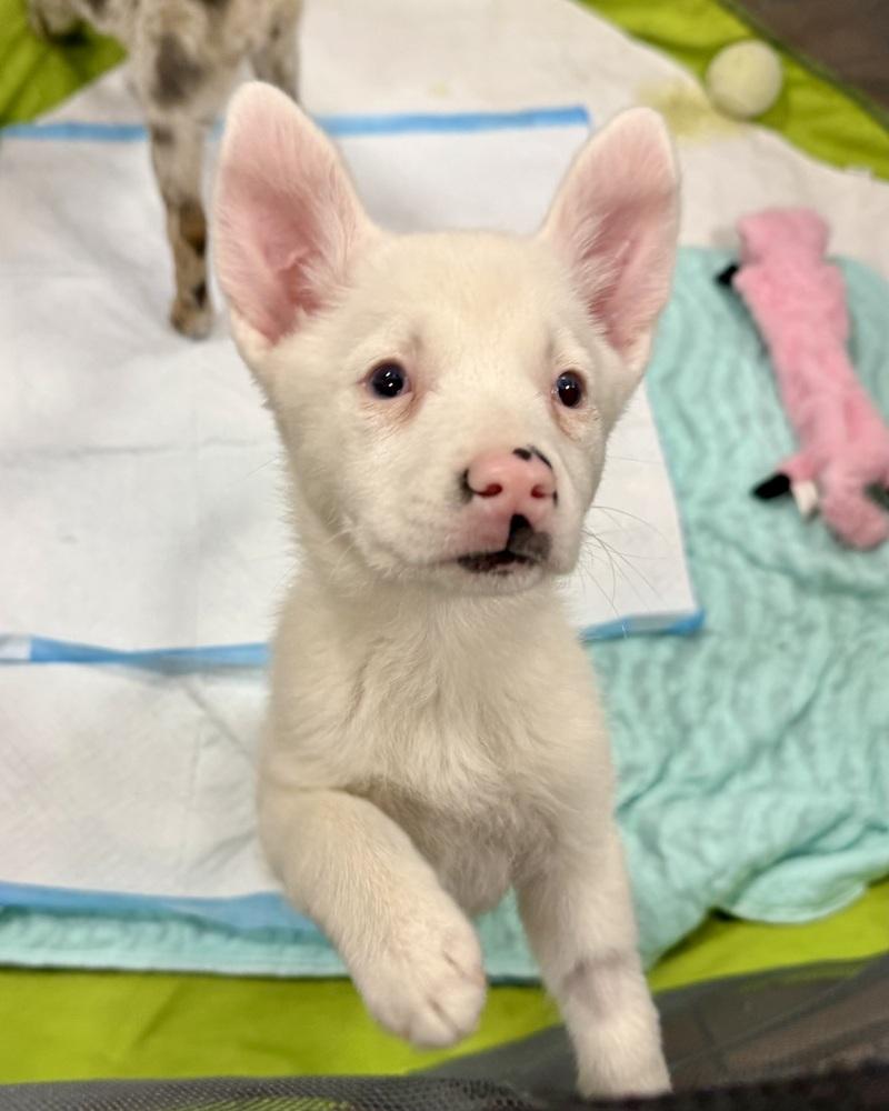 Guinevere, a Adoptable mixed breed in Troy, IL image 6/6