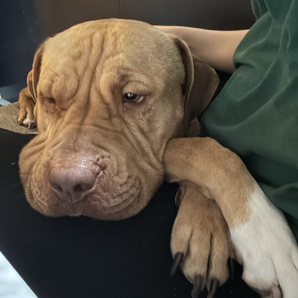 Enlarge Pippen, a Adoptable mixed breed in Chicago, IL image 1/6