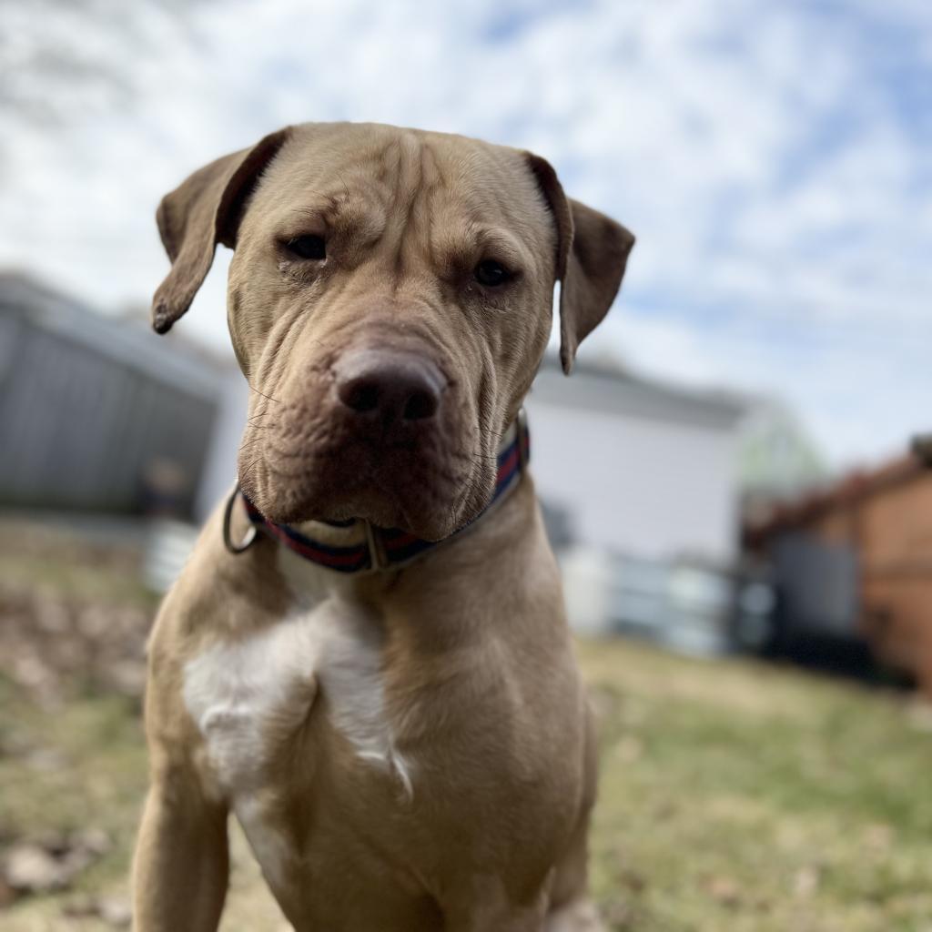 Pippen, Adoptable, Senior Female Pit Bull Terrier & Mixed Breed.