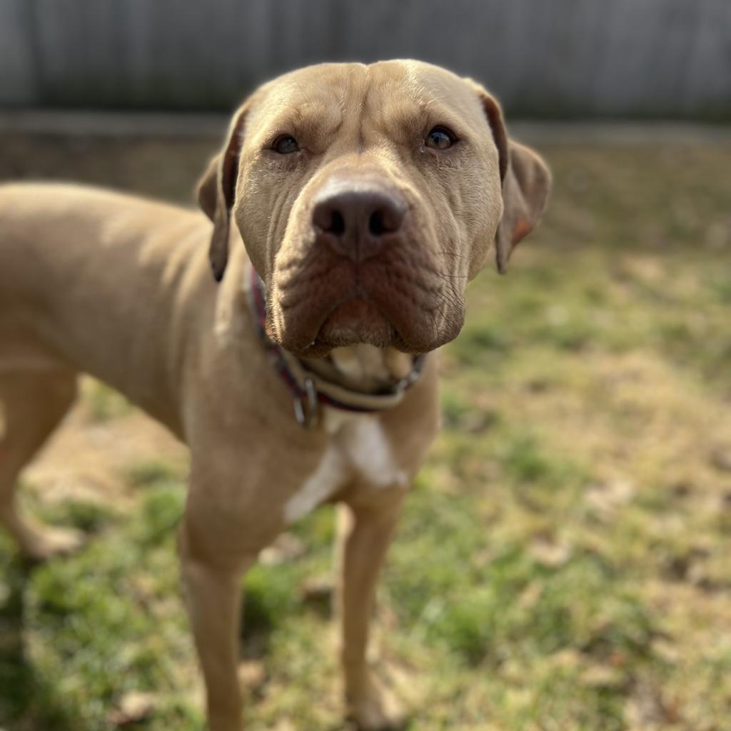 Enlarge Pippen, a Adoptable mixed breed in Chicago, IL image 2/6