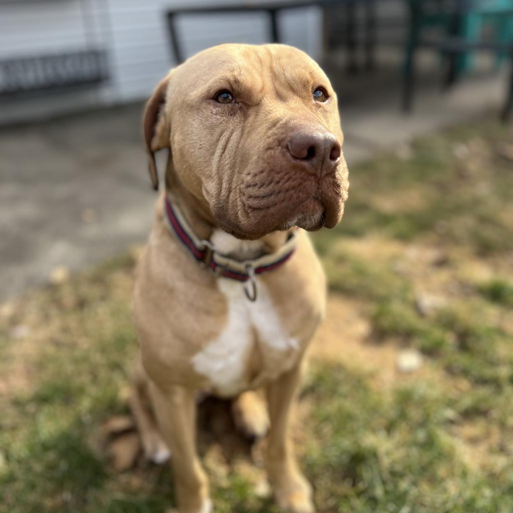 Enlarge Pippen, a Adoptable mixed breed in Chicago, IL image 3/6