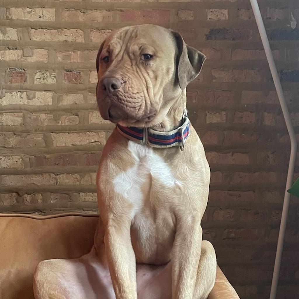 Enlarge Pippen, a Adoptable mixed breed in Chicago, IL image 4/6